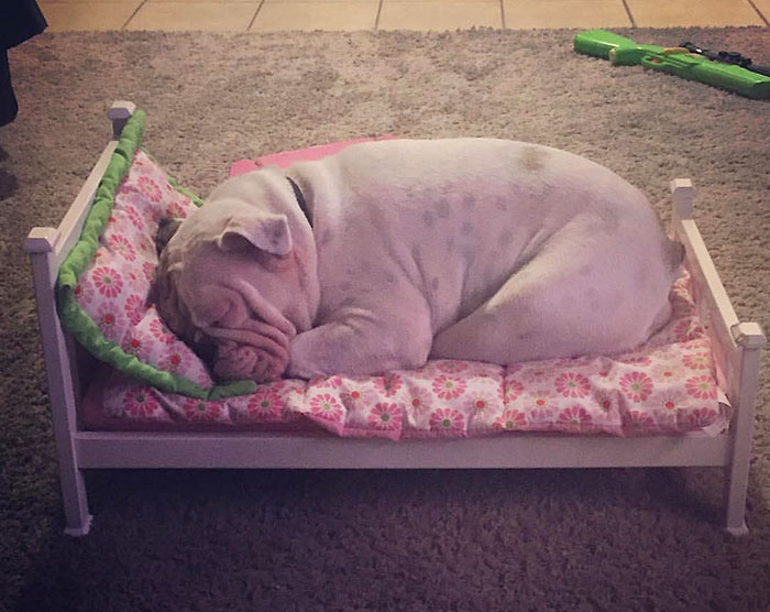 “When The Kids Leave Their Toys Out, It’s All Fair Game” - Thoughts Of My Puppy Bulldog