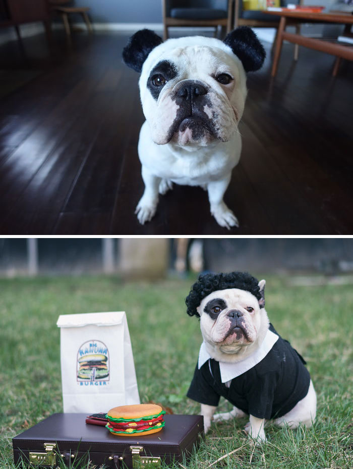 My Dog Looks Exactly Like The Bored Panda Logo