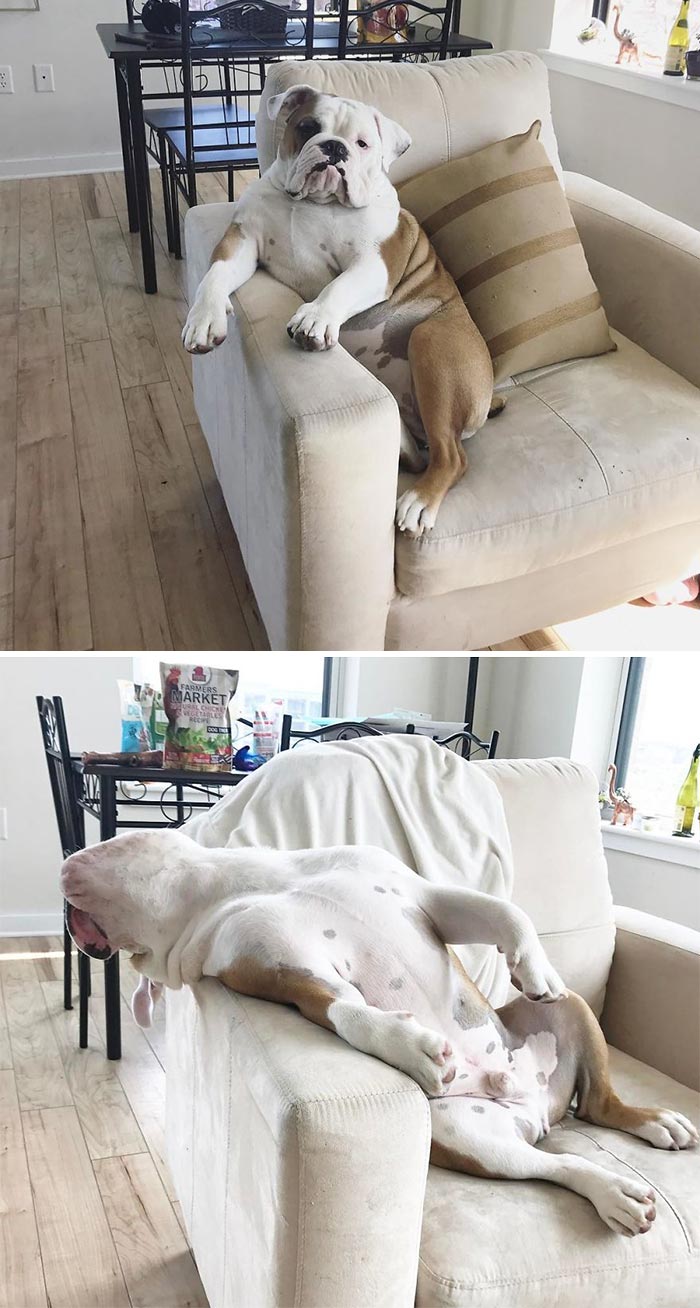 Meet Walter – An English Bulldog Who Likes To Sit Like A Human In His Favorite Chair
