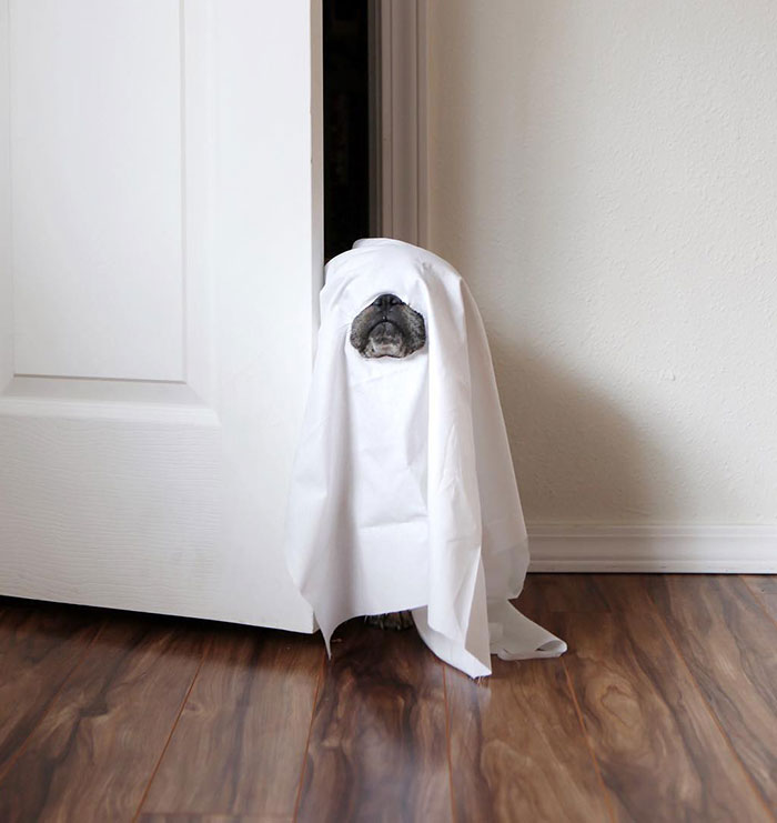 Bulldog Pretending To Be A Ghost