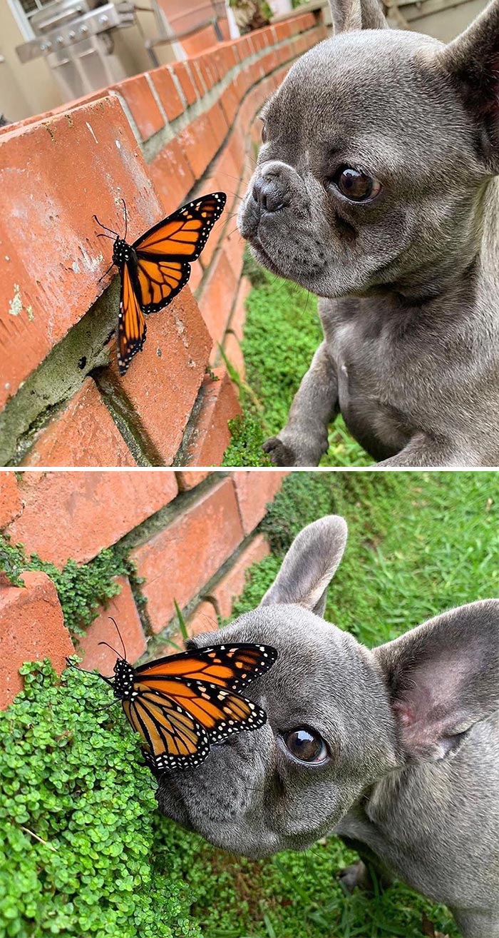 Did Not Eat My Small Friend