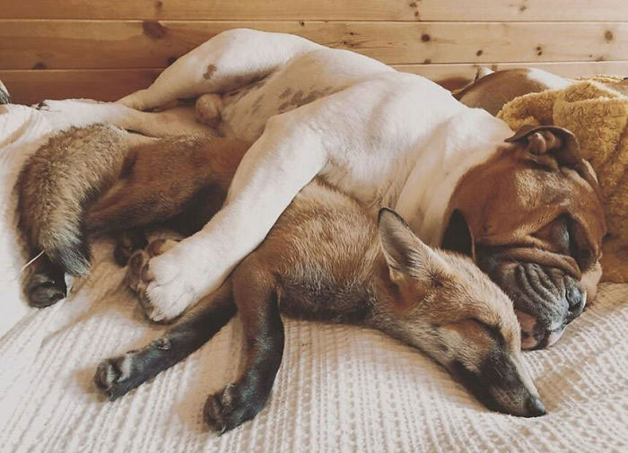 Rescue Fox And A Bulldog Become Inseparable And Form A Real-Life “The Fox And The Hound” Friendship