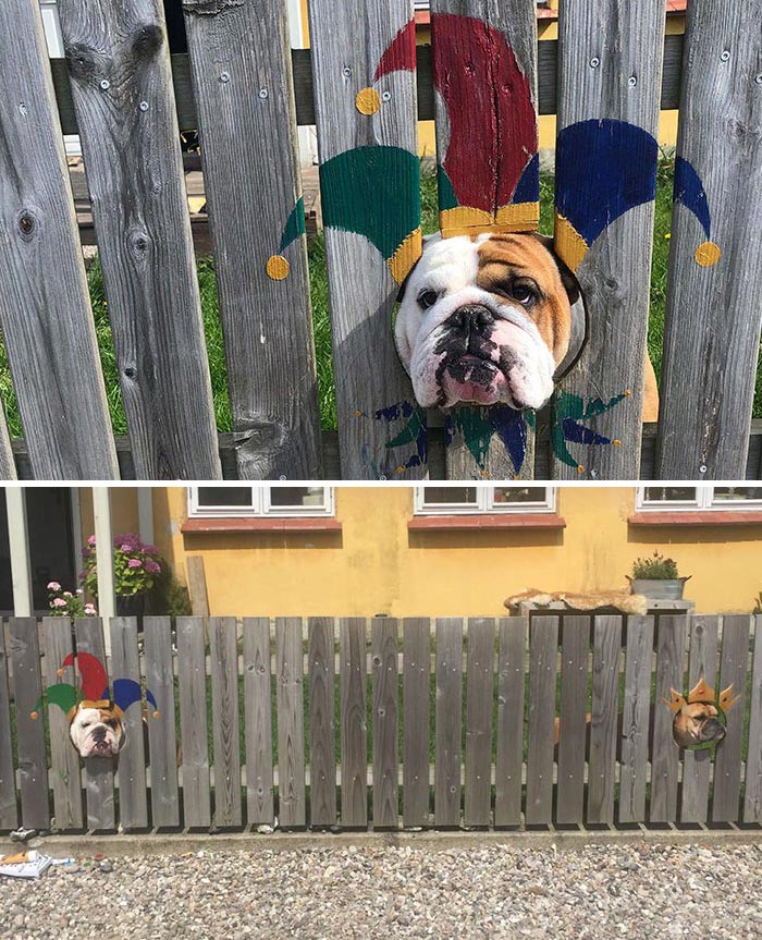 This Bulldog Loves Watching The Street Through A Hole, So His Owners Paint Costumes On The Fence