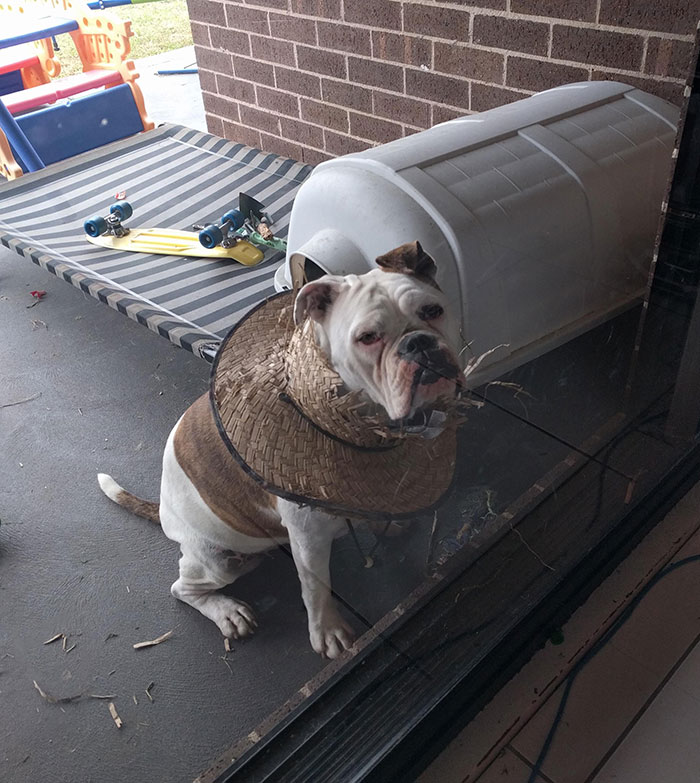 Put My Straw Hat Down While Gardening And Came Back To This