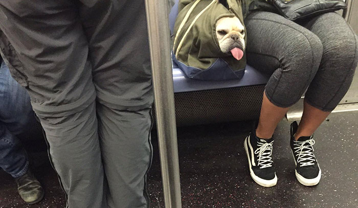 Back During My Morning Commute I Spotted This Lovely Derp