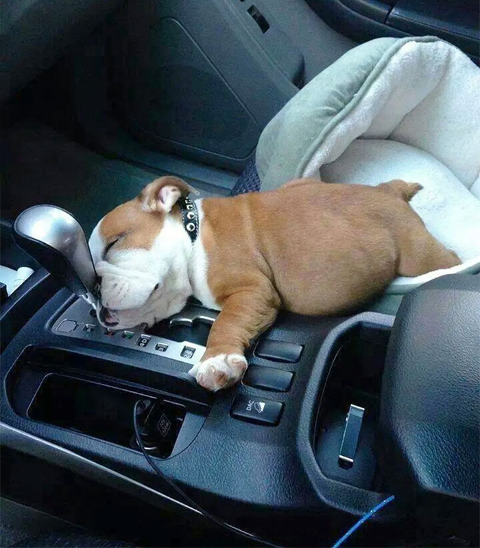 English Bulldog Puppy Needed A Nap
