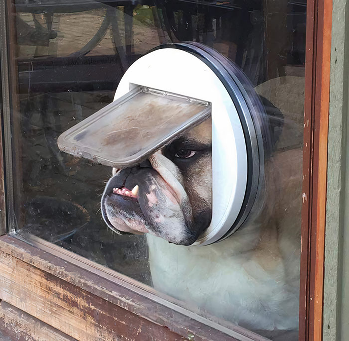 An English Bulldog Looking Through A Cat Door