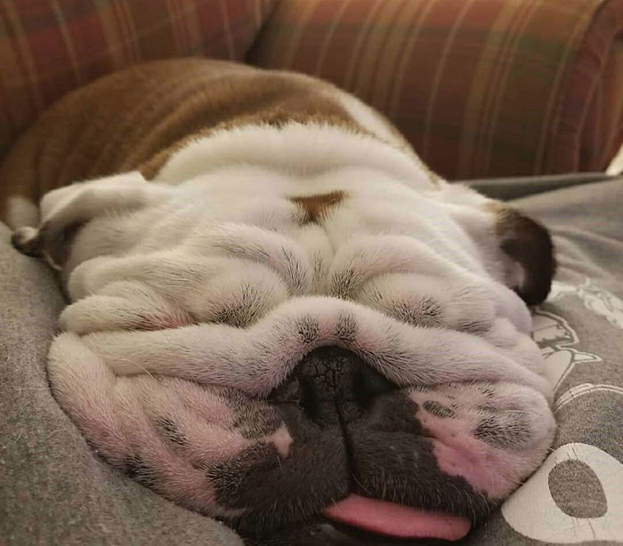 Please Keep Your Bulldog At Room Temperature