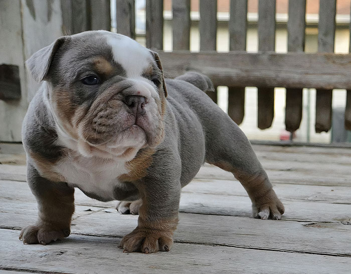 My Olde English Bulldog Puppy Hœnir