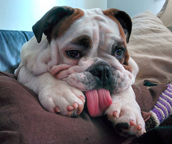 So, This Is How My Bulldog, Gonzo Looks When Something Ok Is On TV