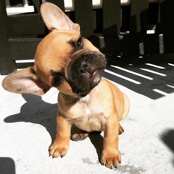 Adorable French Bulldog