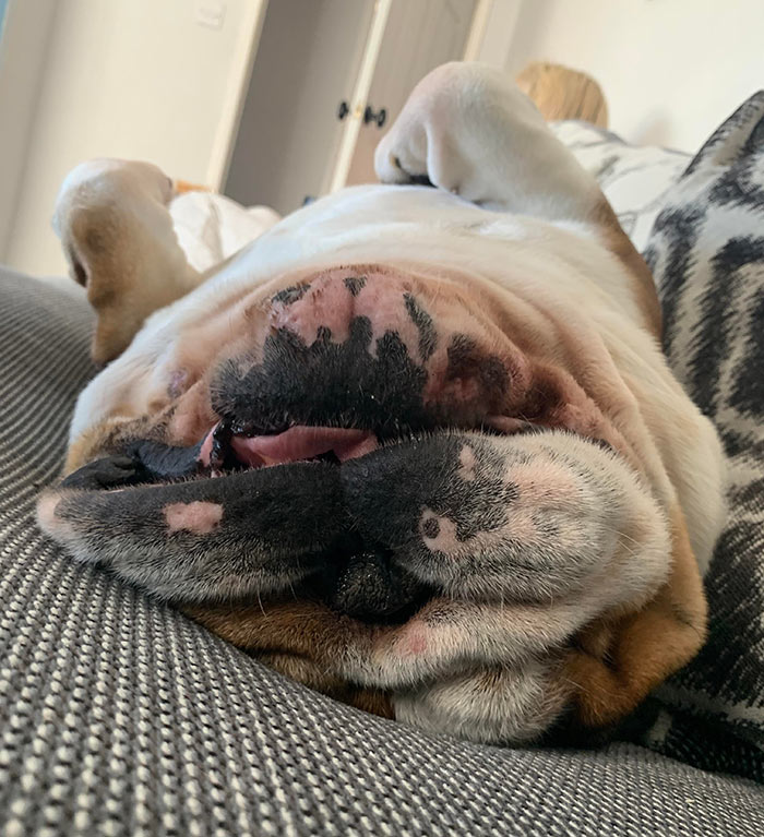 Thought I’d Introduce You All To My Handsome Boy, Chubbs! He’s A 5 Year Old English Bulldog And I Hope He Makes Your Day As Much As He Makes Mine