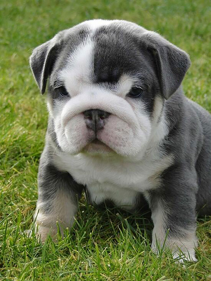 Miniature English Bulldog Pup