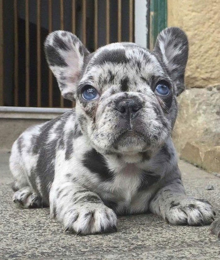 Blue Merle French Bulldog