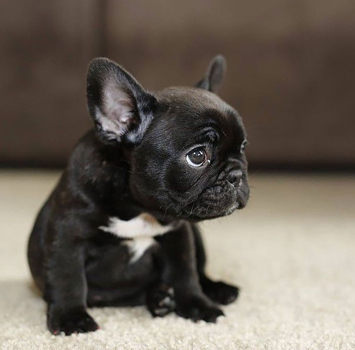 I Want A French Bulldog So So So Badly