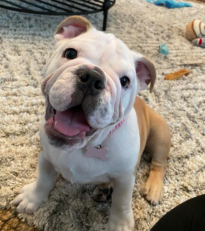 My Mom's Sweet Bulldog Is So Photogenic