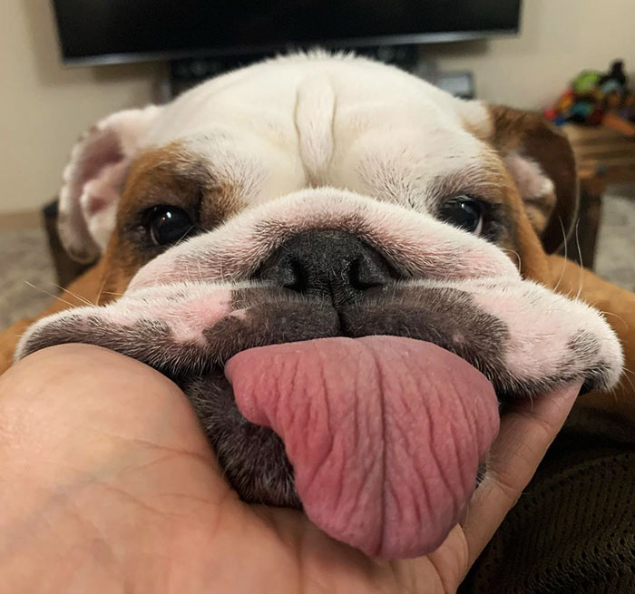 If My Jowls Didn't Hang