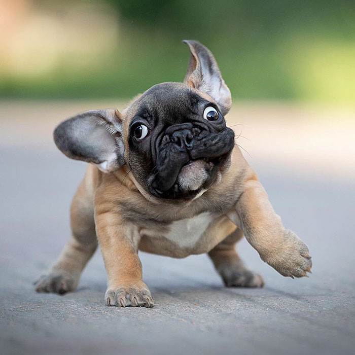 This French Bulldog