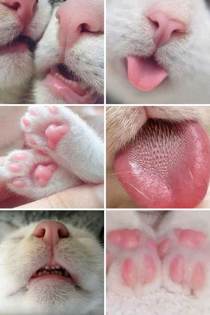 A veces lo único que necesitamos son fotos de dientecitos