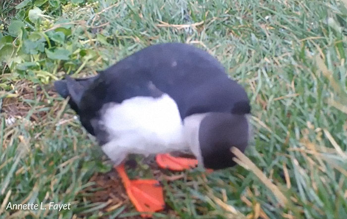 Puffins Can Use Sticks As Scratching Tools, Which Makes Them The First Known Tool-Using Seabirds