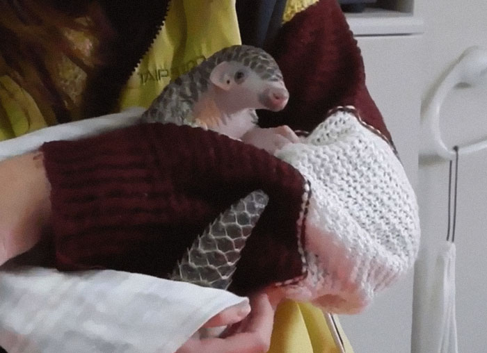 Pangolins Has Soft, Pale Scales When Born, Which Begin To Harden By Second Day