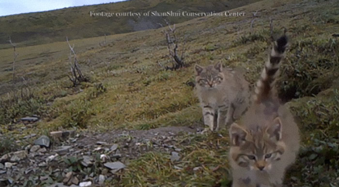El gato montés chino es uno de los gatos salvajes más raros, y fue captado por primera vez por una cámara en 2007