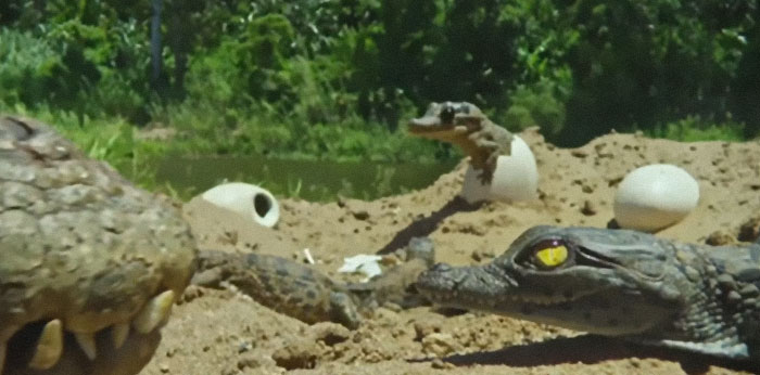 Despite Being Voracious Carnivores, Crocodilians Are Surprisingly Caring And Nurturing Parents