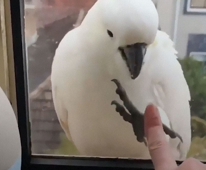 Sulphur-Crested Cockatoos Are Monogamous Breeders, With Pair Bonds That Can Last Their Entire Life