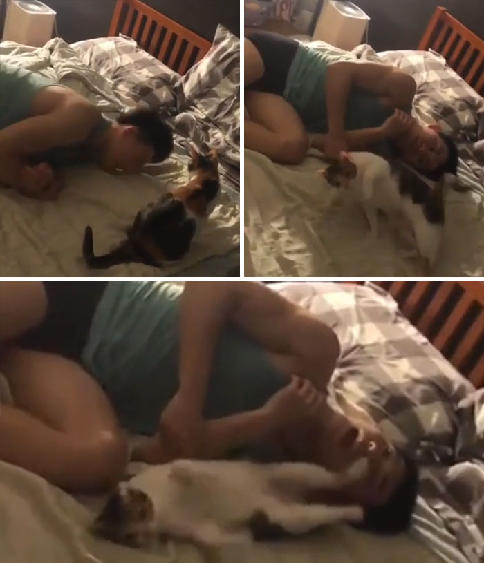 Cats Are Easy To Train And Have A Working Memory Of 30 Seconds