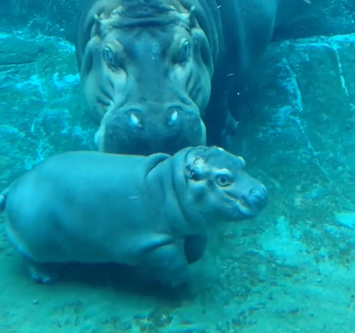Hippos Can't Really Swim. Their Big Bones Are Too Dense And Heavy, So They Just Push Off The Ground, Walking Or Bouncing Off The Bottom