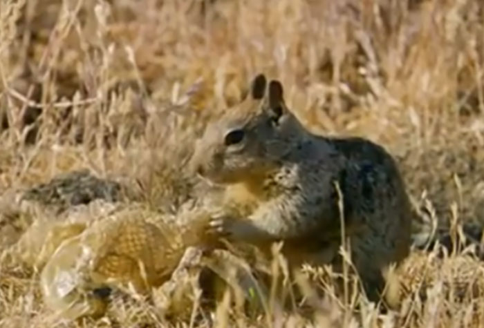 The California Ground And Rock Squirrels Have Acquired A Great Anti-Rattlesnake Defense