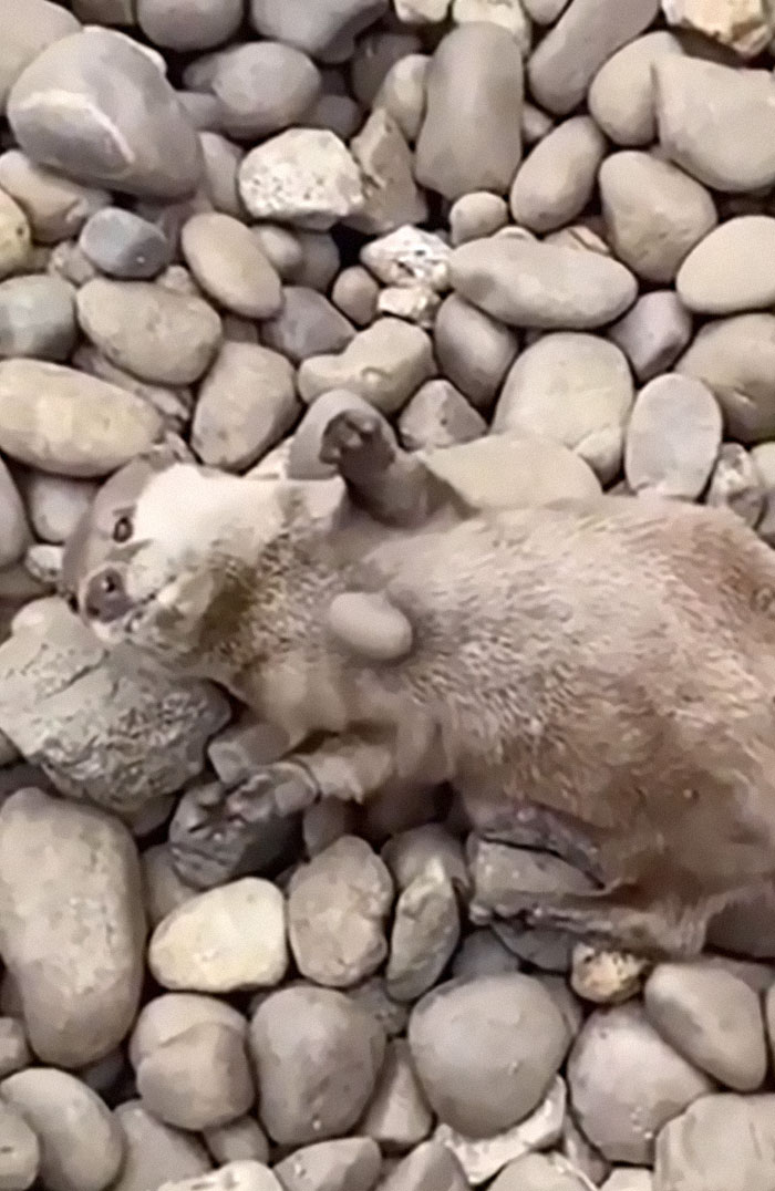 Otters Juggle Rocks More When They Are Hungry. In Captivity, The Increase In Rock Juggling Occurs When Feeding Time Draws Close — Suggesting That It Could Indicate Excitement For Food.