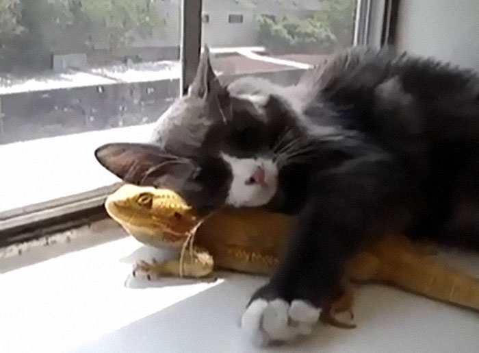 Bearded Dragons Are A Popular Species Among Children Because Of Their Friendly And Calm Nature, And The Relative Ease Of Caring For Them. Generally Speaking, The Bearded Dragon Is A Solitary Animal.