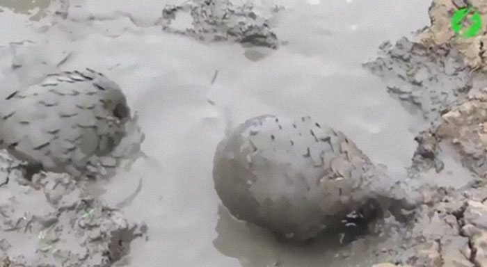 Pangolins Are The Only Mammal With Keratin Scales. They Are Nocturnal, And They Eat Mainly Ants And Termites. They Are The Most Trafficked Mammal In The World, Feeding The Market For Pseudoscience Products. All Eight Species Of Pangolin Are Either Vulnerable, Threatened, Or Critically Endangered.