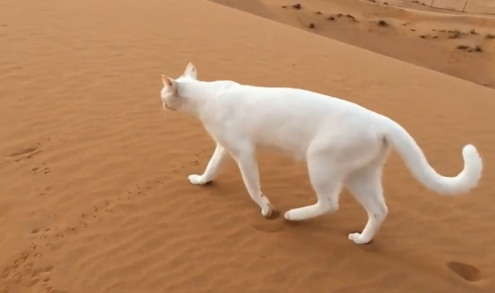Cats Place Their Hind Paws In Exactly The Same Spot As Their Front Paws When Walking To Allow Them To Make Precise Movements
