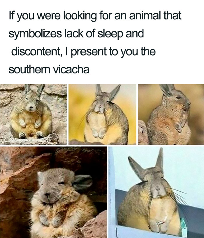 The Southern Viscacha Is A Species Of Rodent Native To Argentina, Bolivia, Chile, And Peru. They Spend A Large Portion Of Their Day Sunbathing, Grooming, And Resting