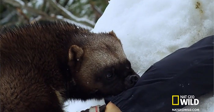 Se puede enseñar a los glotones a rescatar a los supervivientes de las avalanchas