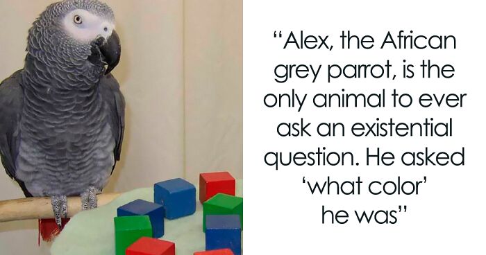 40 Lesser-Known Facts About Animals That Made People Say ‘Aww’ (New Pics)