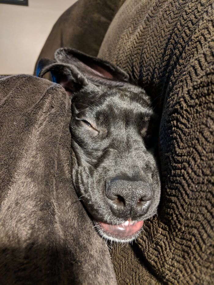 Had To Push Between My Knee And The Couch Cushion To Say Hi