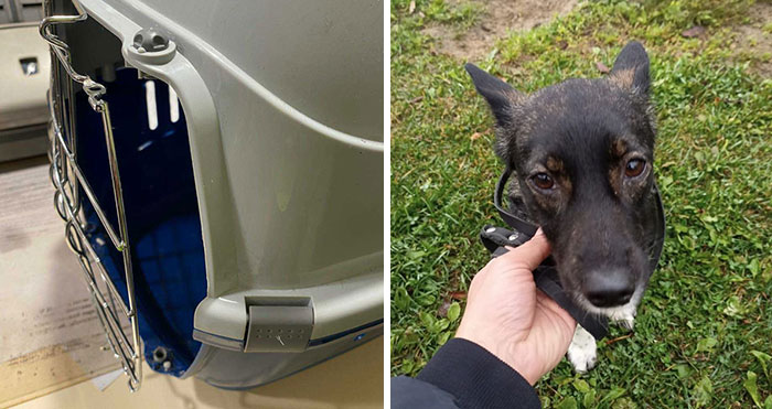 After A Week Of Public Outrage And Volunteer Search Parties, The Dog That Got Lost At The Airport Finally Got Found