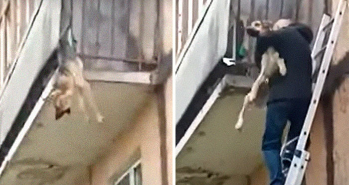 Unos vecinos vieron a este perro atorado en el borde de un balcón, y resultó que intentaba escapar de su dueño abusivo
