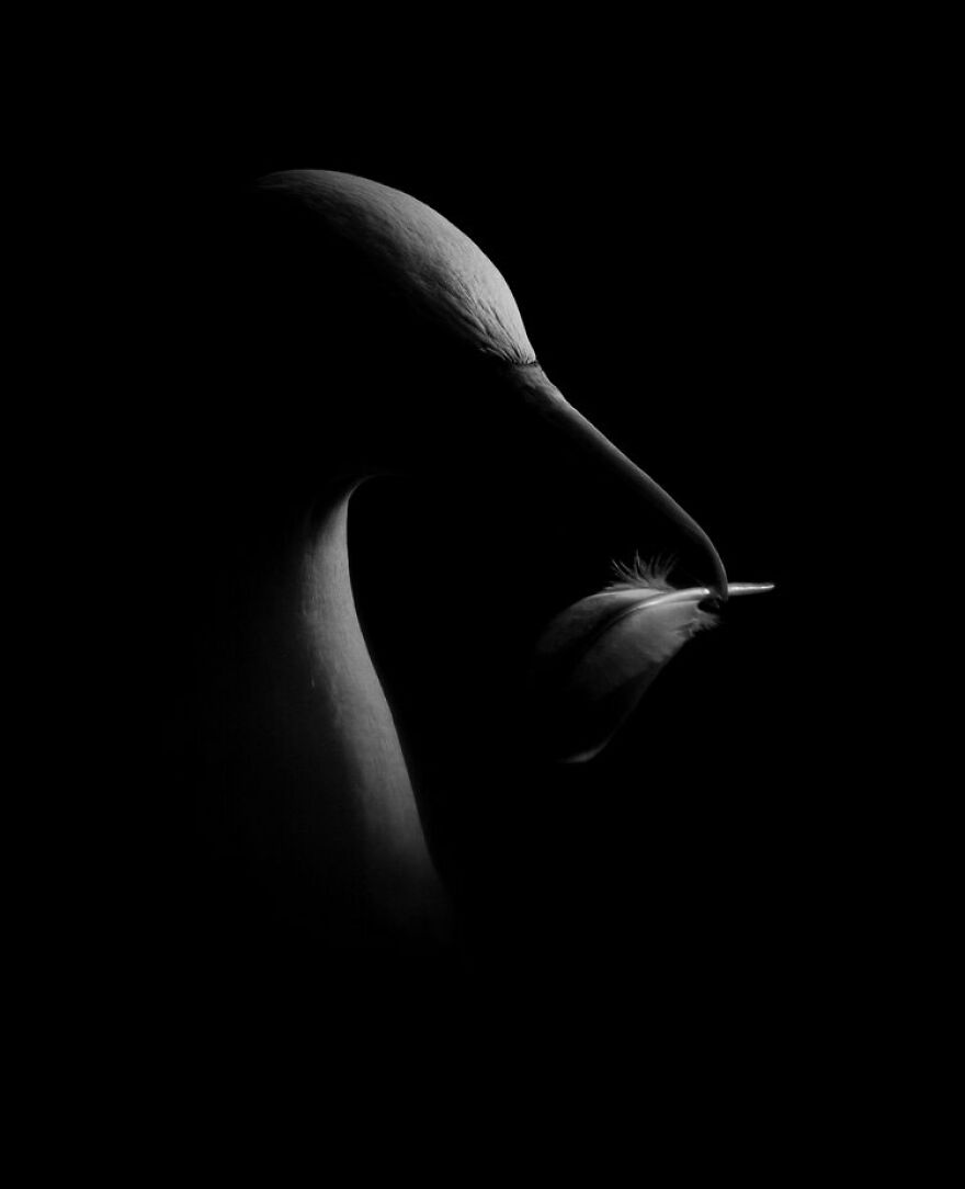 Black And White: ‘Feather Light’ By James Rogerson (Silver)