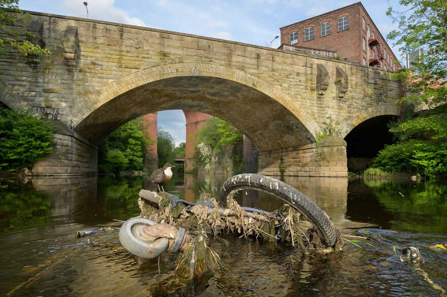 Urban Birds: ‘Dipper On Shopping Trolley’ By Terry Whittaker (Gold)