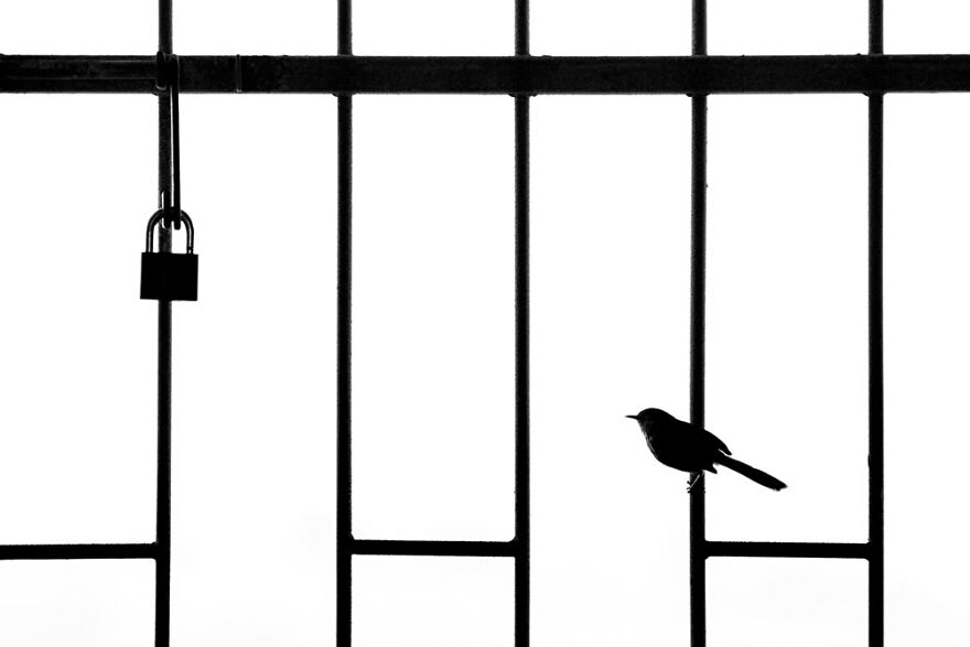 Urban Birds: ‘Lockdown’ By William Steel (Silver)