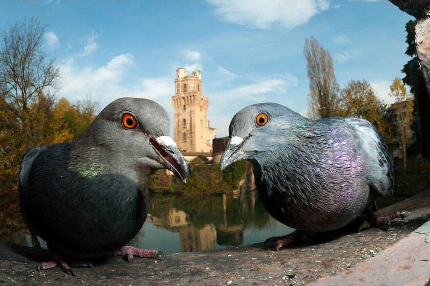 Urban Birds: ‘The Guardians’ By Paolo Crocetta (Bronze)