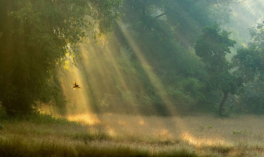 Highly Commended: Ben Hall – Backlit Beauty (Birds In The Environment)