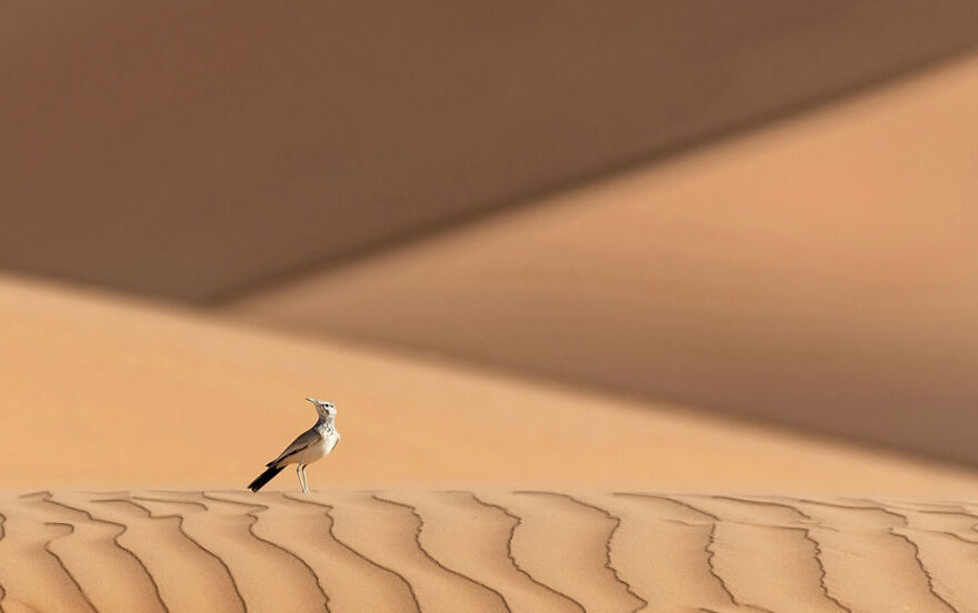 Highly Commended: Gábor Li – A Peek Into The Night (Birds In The Environment)