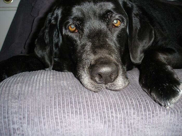 Beautiful Echo, My Departed Therapy Dog