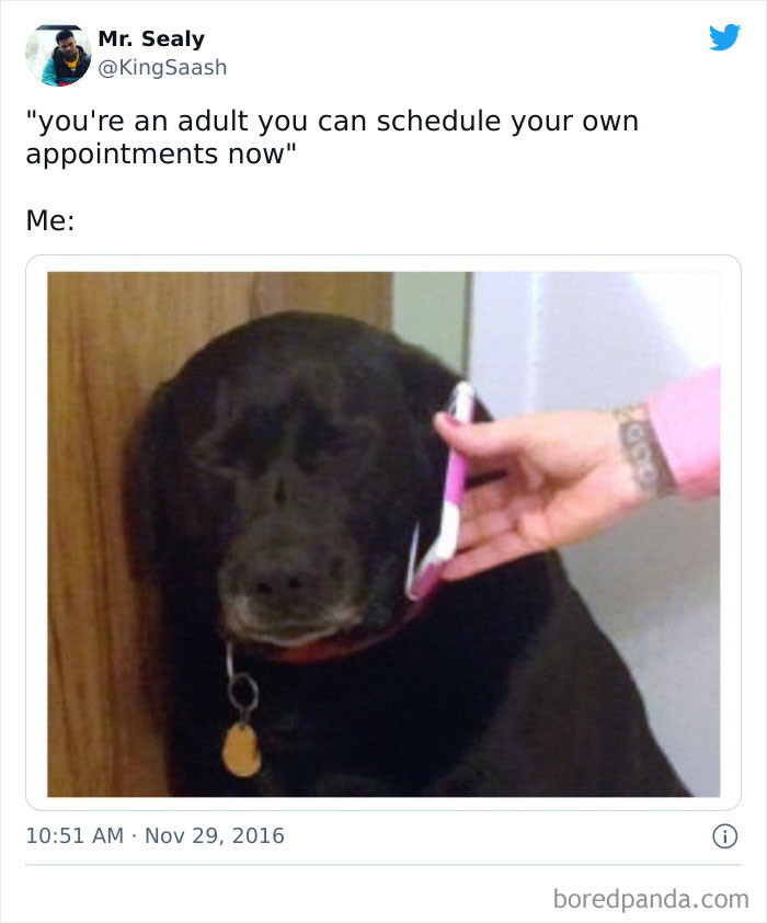 Dog looking unimpressed while a person holds a phone to its ear, capturing funny adult memes humor.