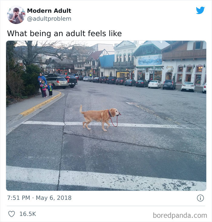 Dog holding its own leash on a crosswalk as a funny adult meme.